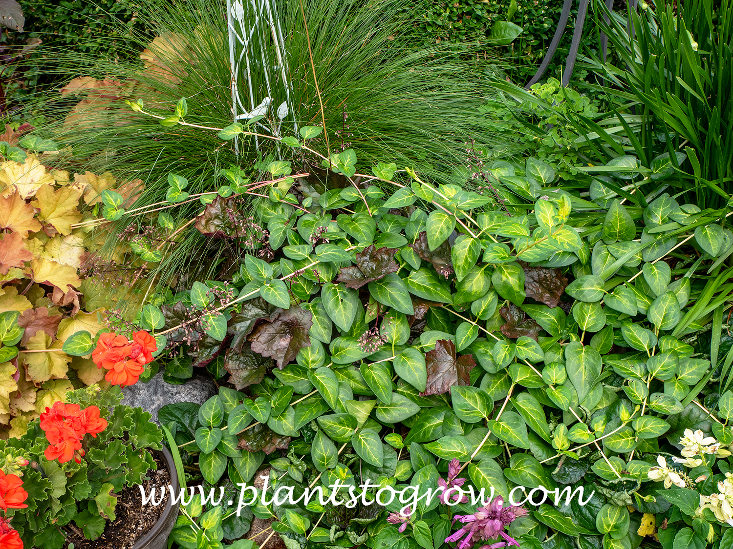 Vinca maculata (Vinca major) 
This plant overwintered from a rooted stem of a potted plant. It has completely run over a Blackout Coralbells plant.